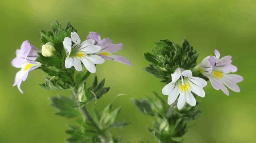 Eyebright Herb